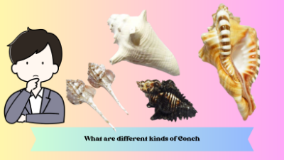 What are different kinds of Conch and how they can be used for Vaastu and healing
